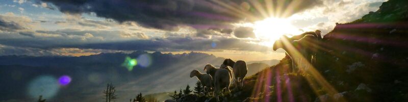 sun rays peak through clouds over herd of goats on hill
