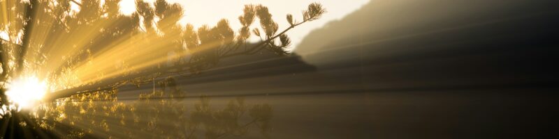 sunlight and tree