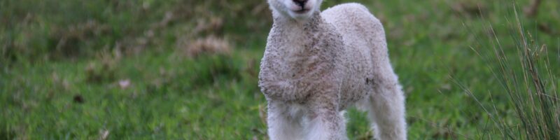 white and gray sheep lamb