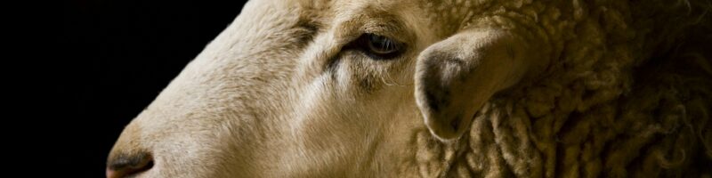 white sheep macro photography