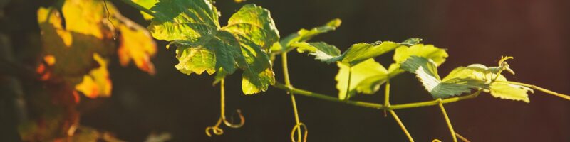 green leaves in tilt shift lens