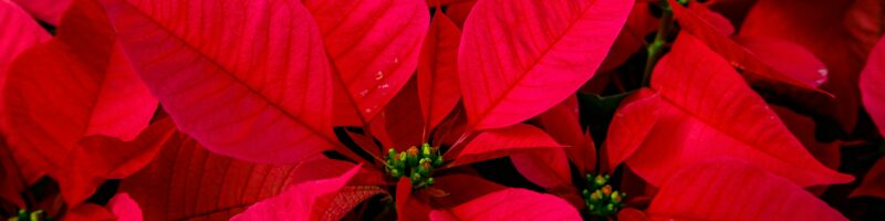 a bunch of red poinsettias with green leaves