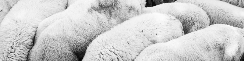 grayscale photo of group of sheep