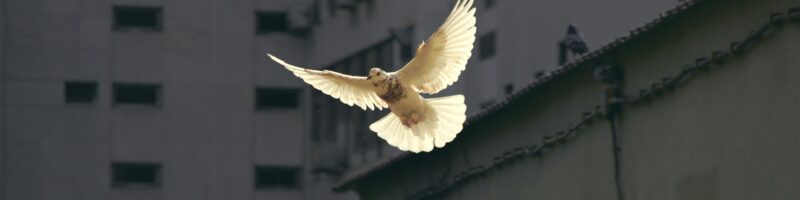 in flight dove