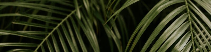 green linear leafed plant