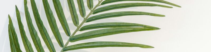 green leaf plant in white background