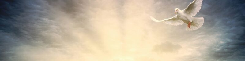 white bird flying under cloudy sky during daytime