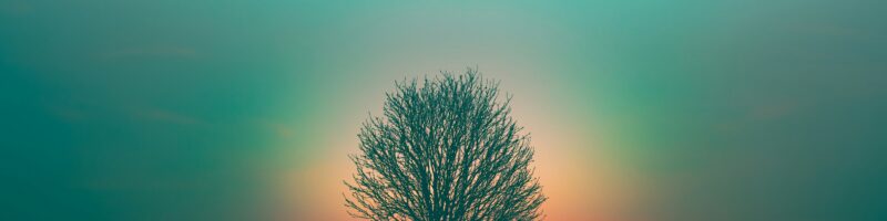 leafless tree under purple sky